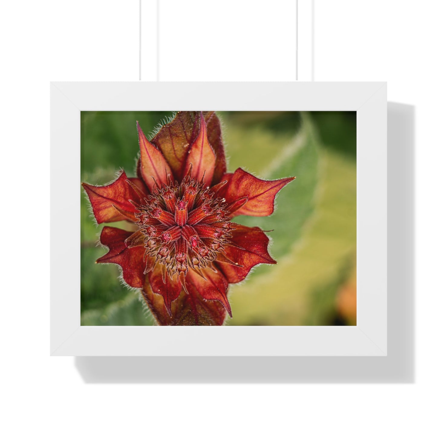 Fancy Red Bee Balm Flower Macro Framed Matte Print