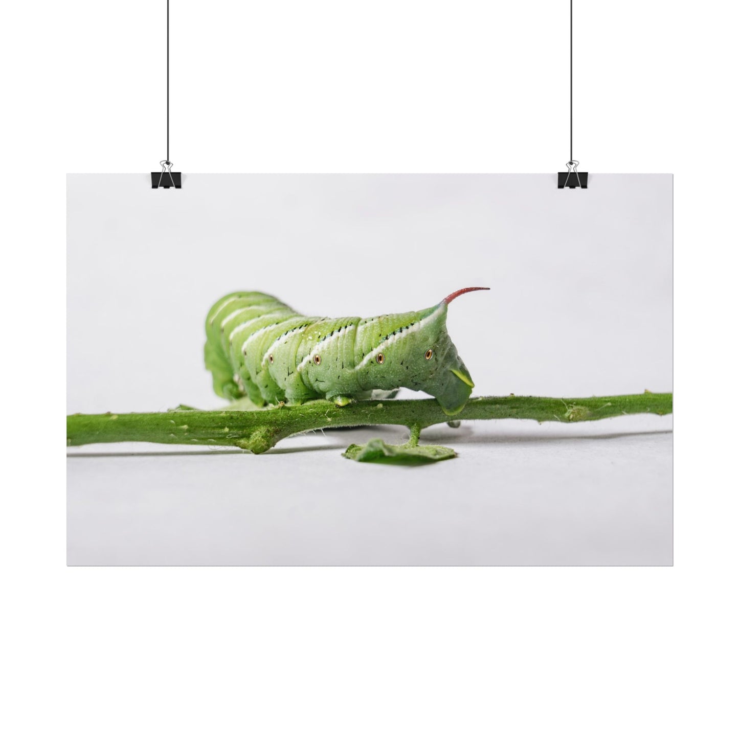 Tomato Hornworm Caterpillar Fine Art Print