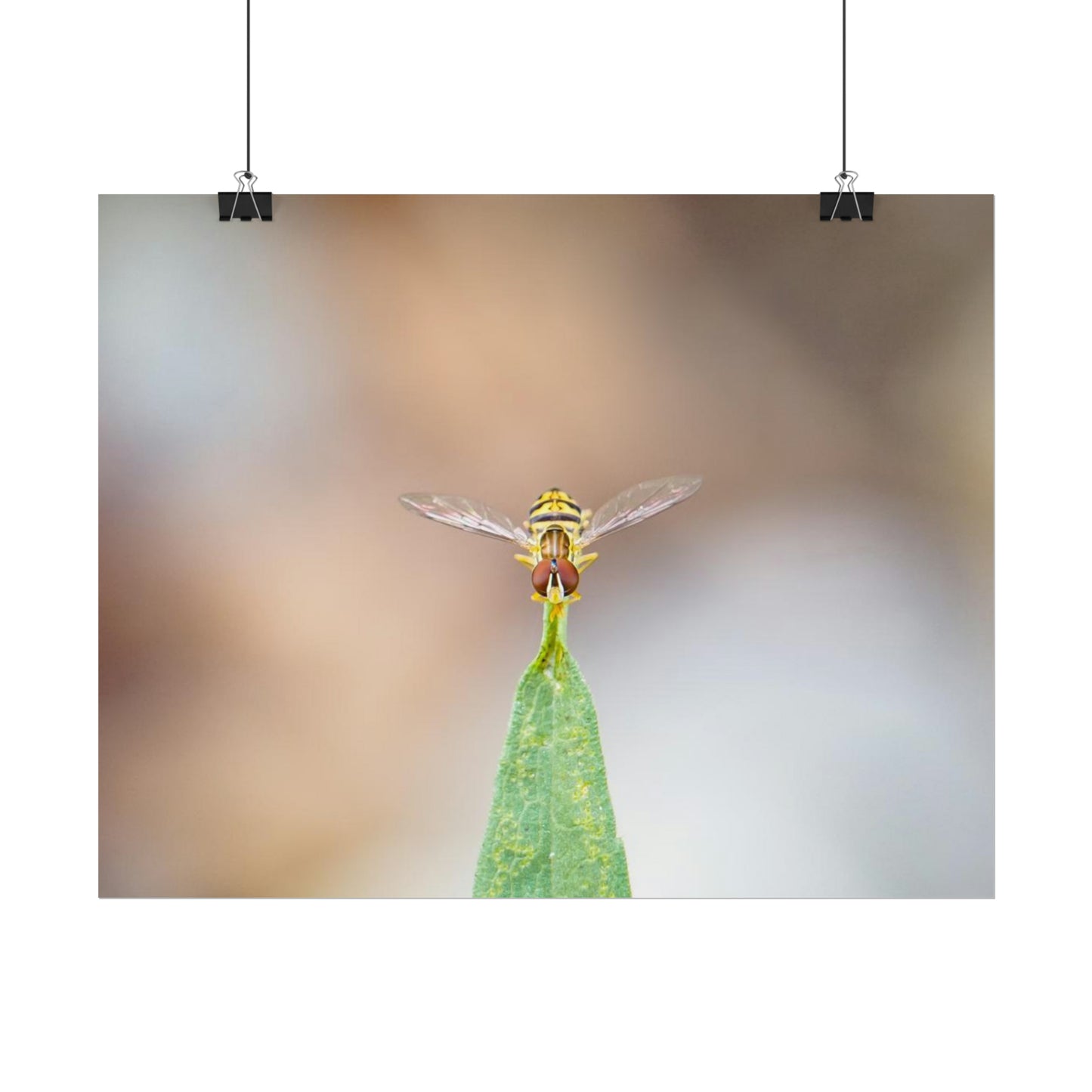 Flower Fly Poses in Macro Fine Art Print