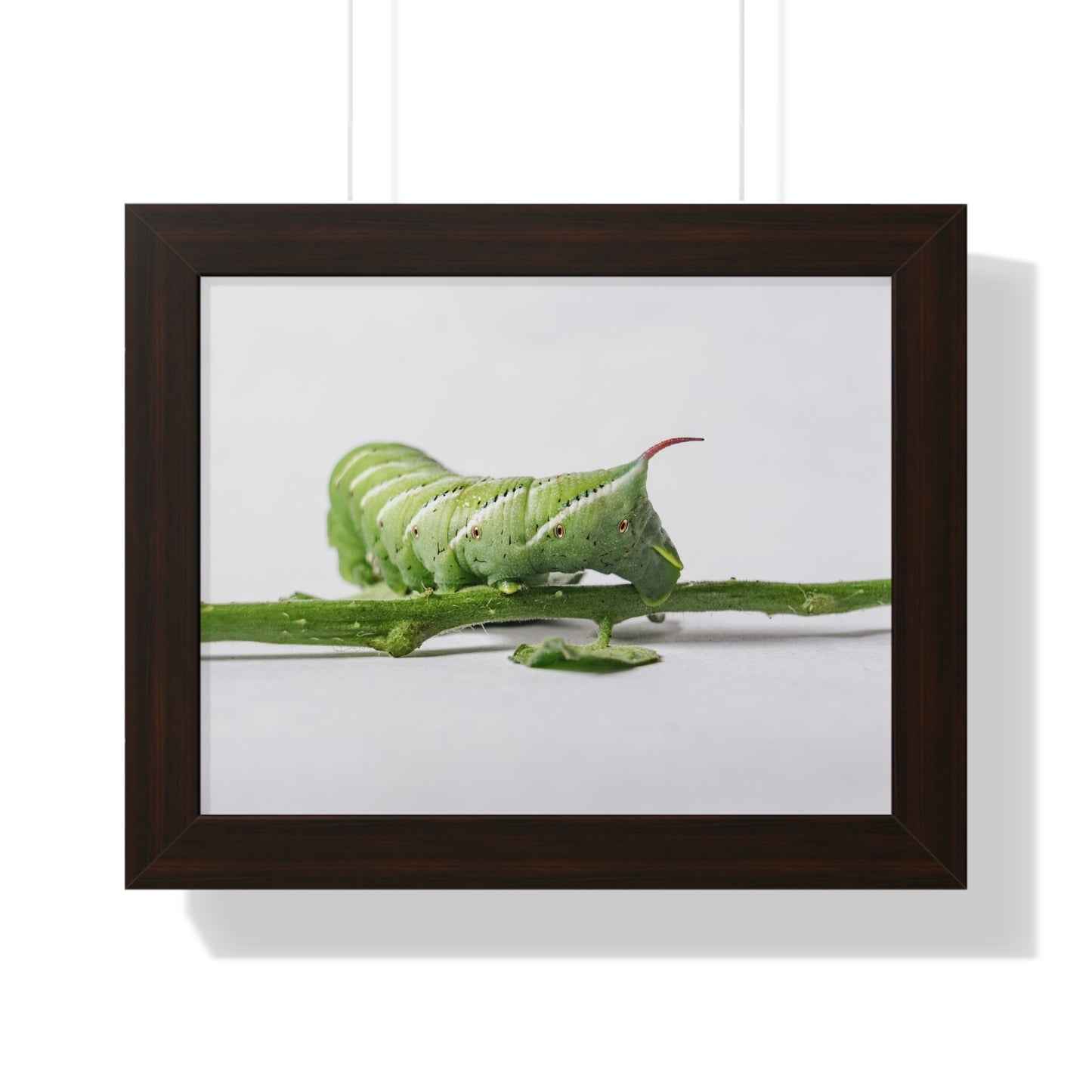 Tomato Hornworm Caterpillar Framed Matte Print