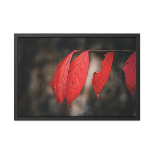 Leaves of Red Framed Fine Art Photograph