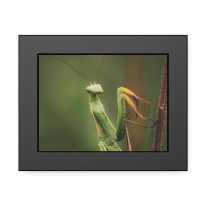 Majestic Mantis Framed Print | Nature Photography