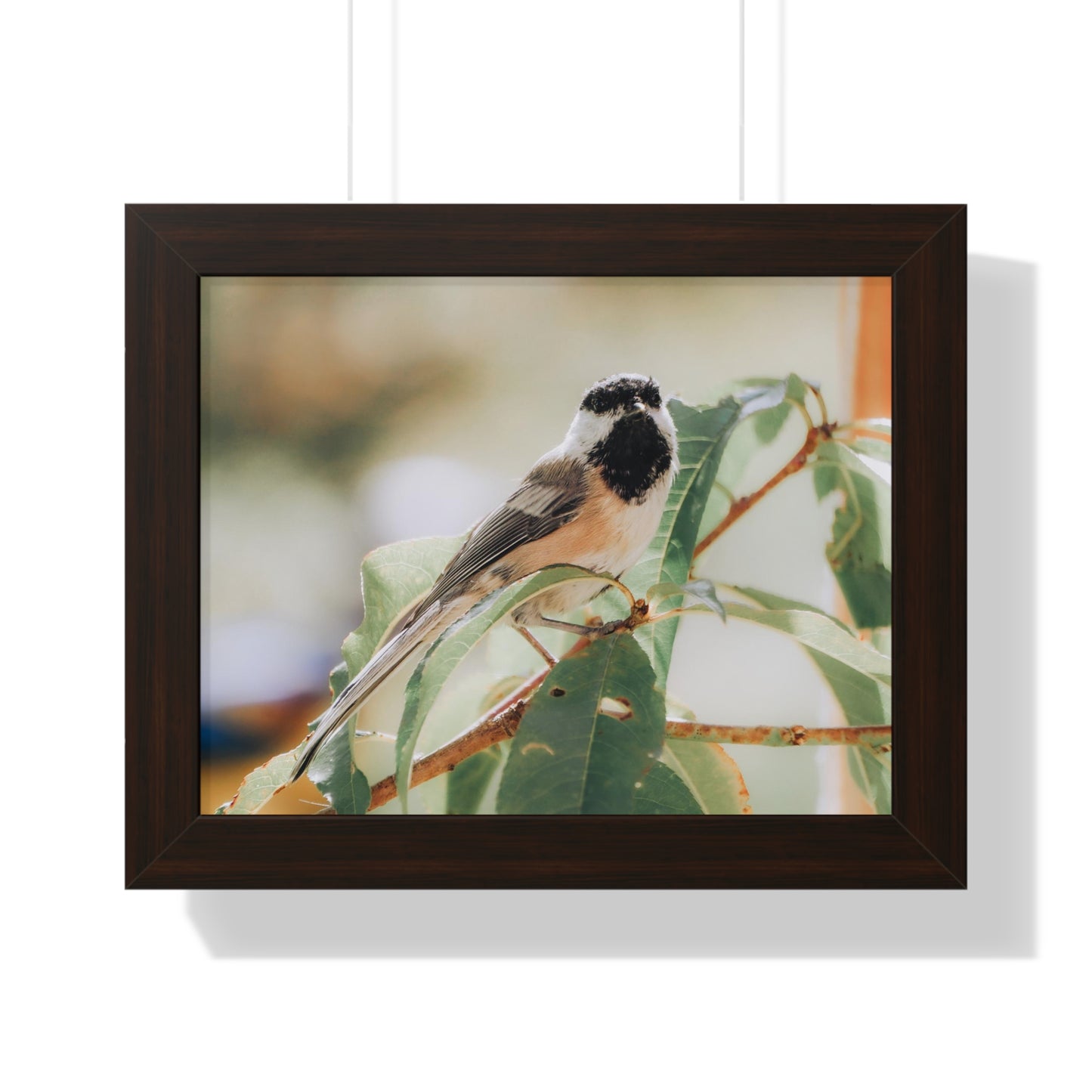 Black-Capped Chickadee Framed Matte Print