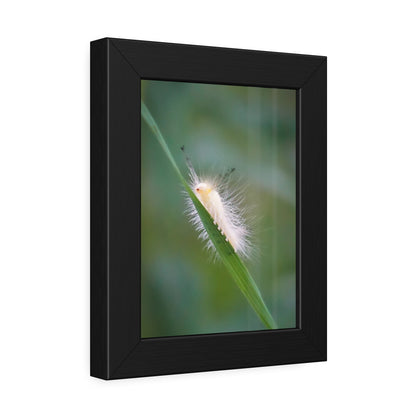 Fuzzy Feets Caterpillar Framed Print | Nature Photography
