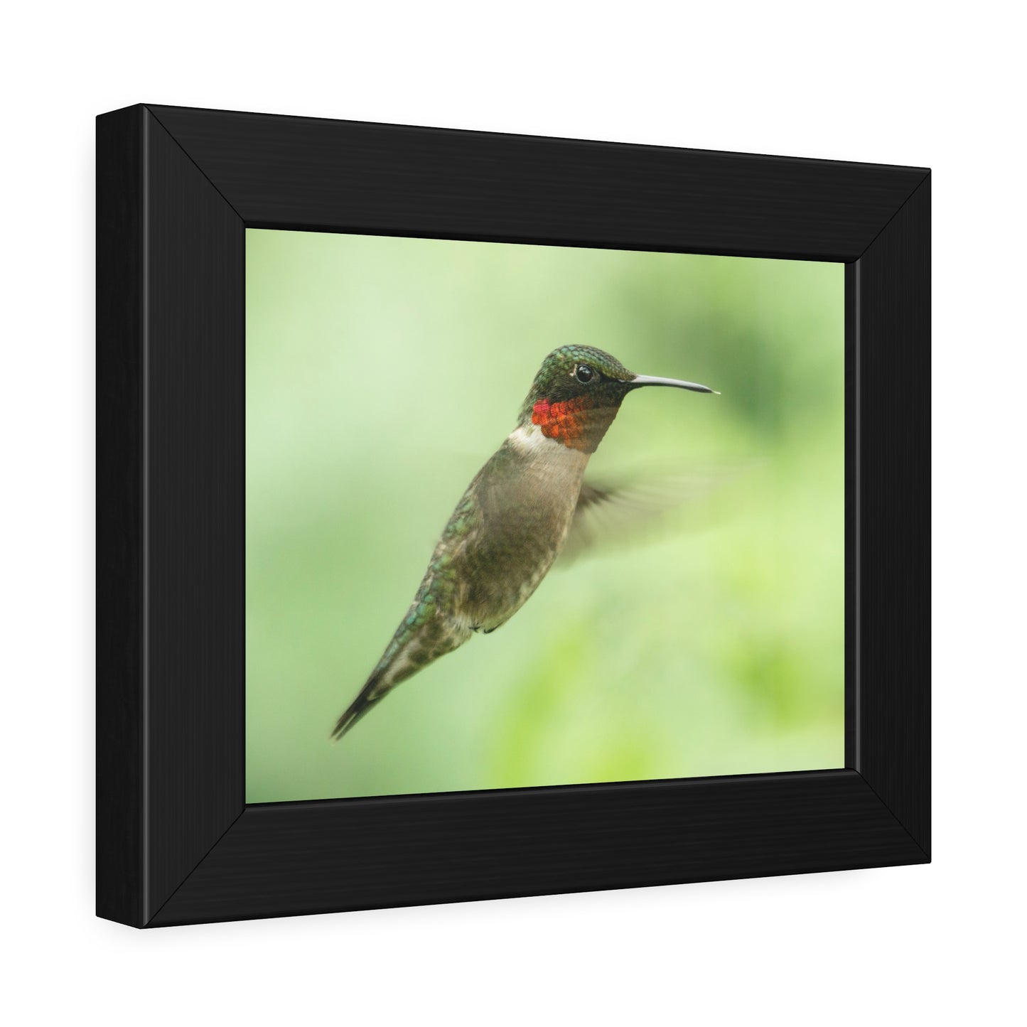 Hummingbird In-Flight Framed Print | Nature Photography