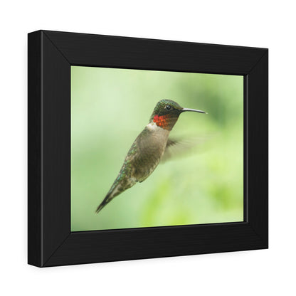 Hummingbird In-Flight Framed Print | Nature Photography