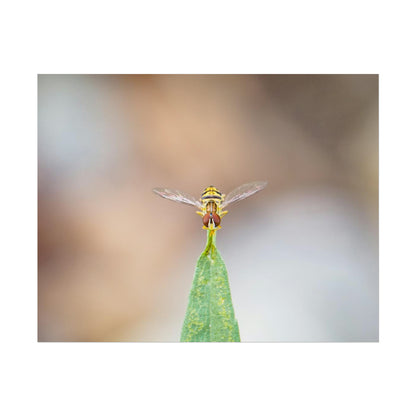 Flower Fly Poses in Macro Fine Art Print