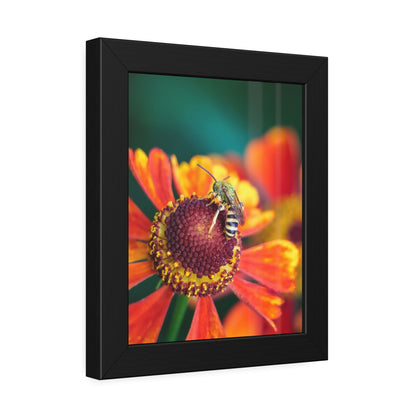 Fashionable Sweat Bee Framed Print | Nature Photography