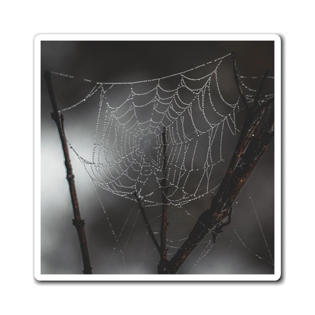 Dew on Spider Web Magnet