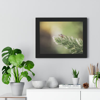 Jumping Spider in Macro Framed Matte Print