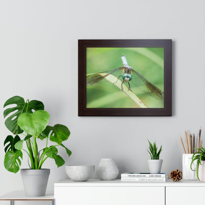 Macro Dragonfly Eyes Framed Matte Print