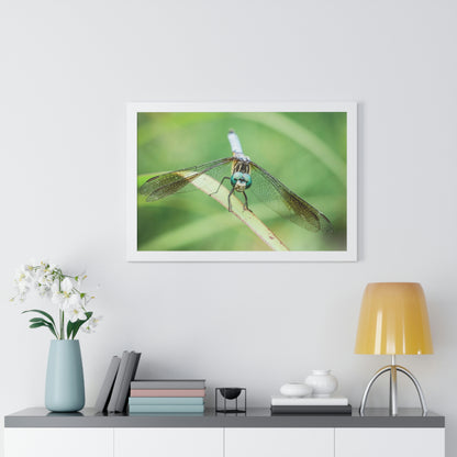 Macro Dragonfly Eyes Framed Matte Print