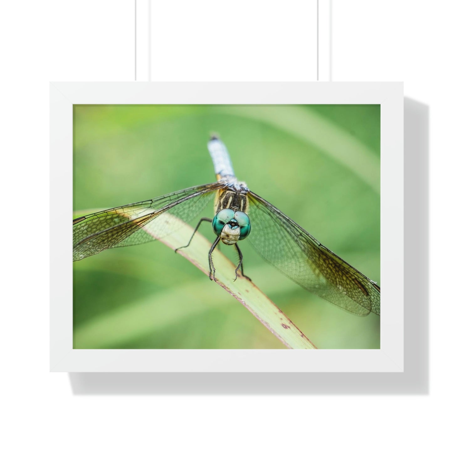 Macro Dragonfly Eyes Framed Matte Print