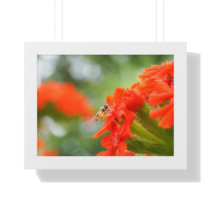 Flower Fly on Red Flowers Framed Matte Print