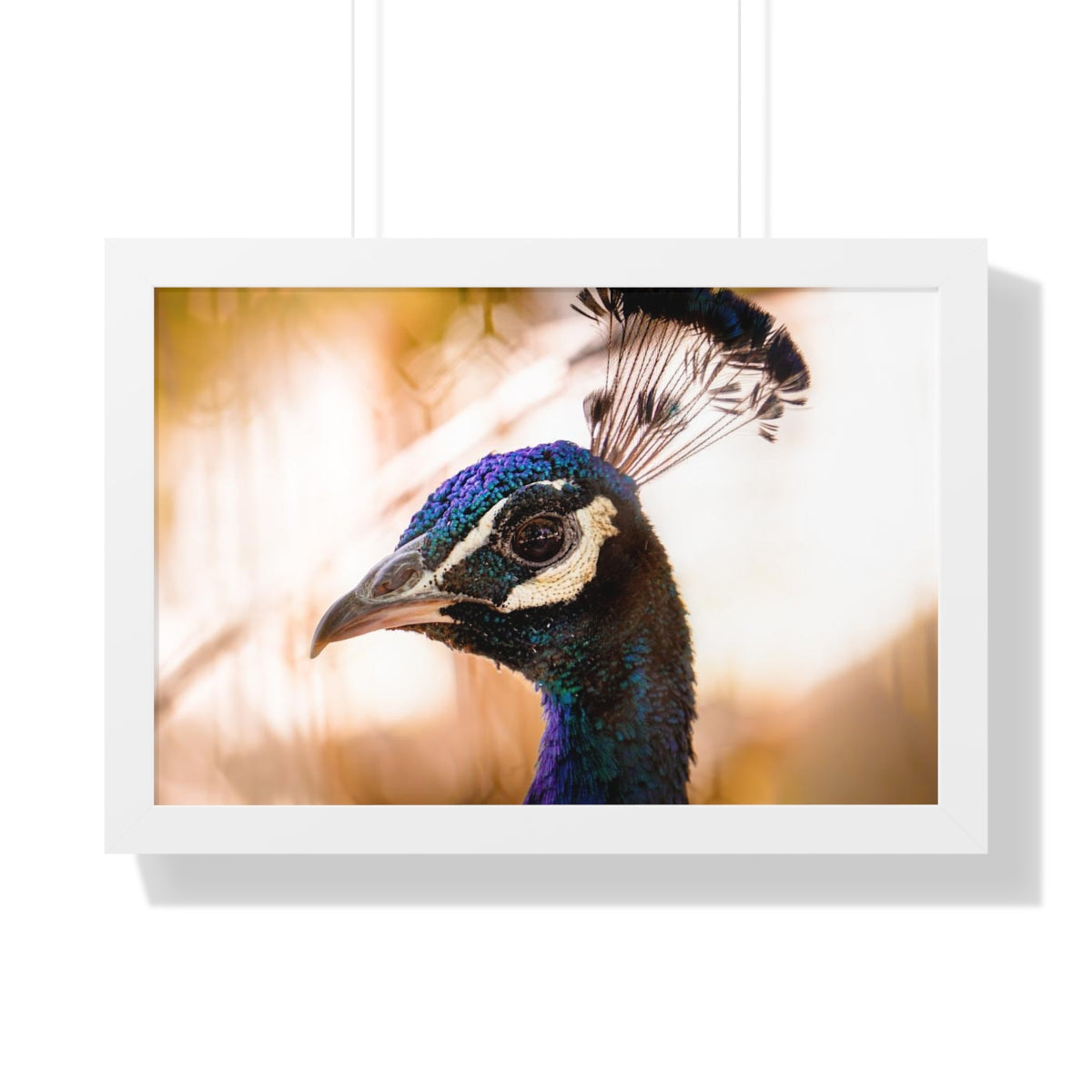 Peculiar Peacock Framed Matte Print