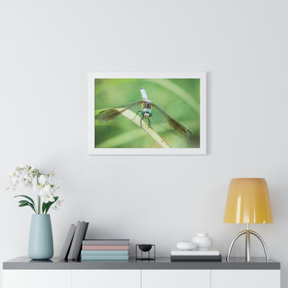 Macro Dragonfly Eyes Framed Matte Print