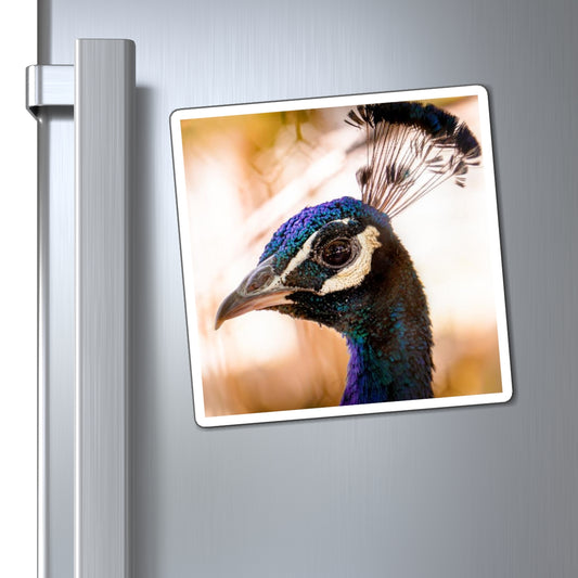 Peculiar Peacock Magnet