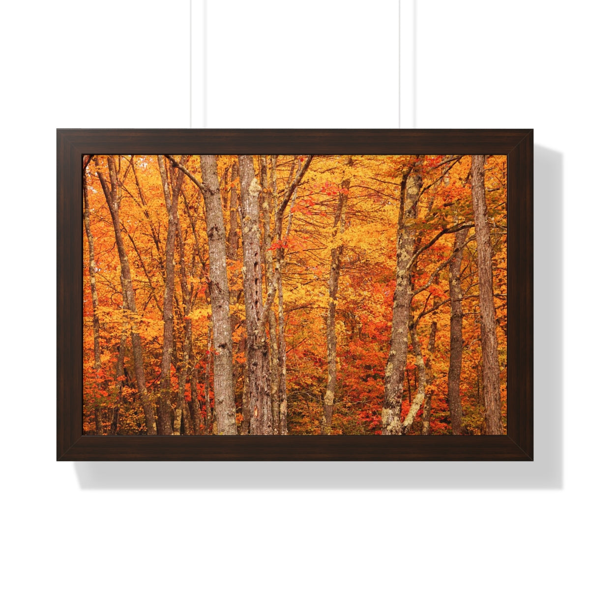 Forest of Autumn Colors Framed Matte Print