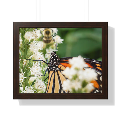 A Monarch Butterfly In Waiting Framed Matte Print