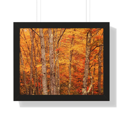 Forest of Autumn Colors Framed Matte Print