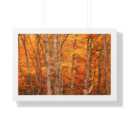 Forest of Autumn Colors Framed Matte Print