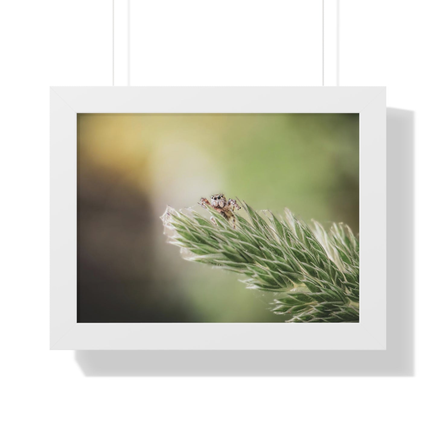 Jumping Spider in Macro Framed Matte Print