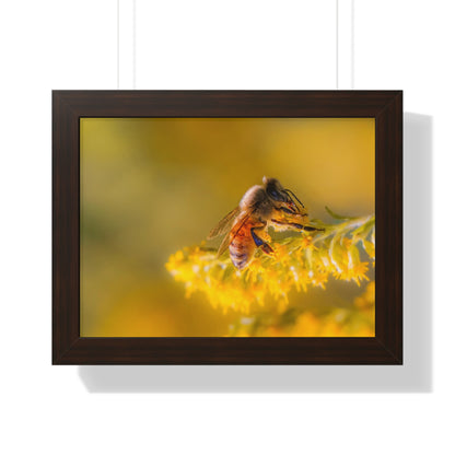 Golden Honey Bee Framed Matte Print