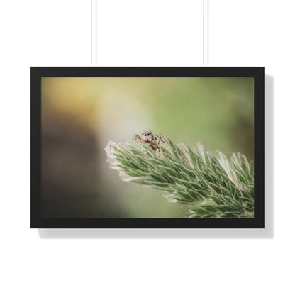 Jumping Spider in Macro Framed Matte Print