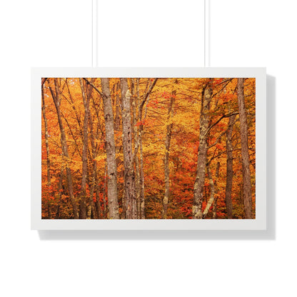 Forest of Autumn Colors Framed Matte Print