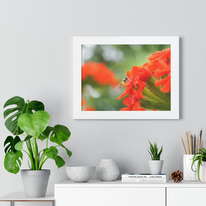 Flower Fly on Red Flowers Framed Matte Print