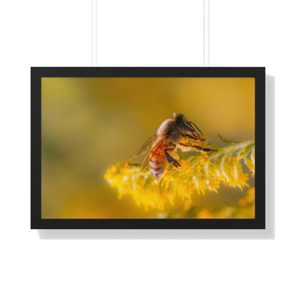 Golden Honey Bee Framed Matte Print