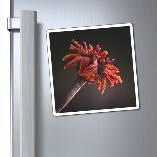 Macro Vibrant Red Orange Flower Magnet