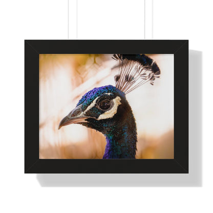 Peculiar Peacock Framed Matte Print