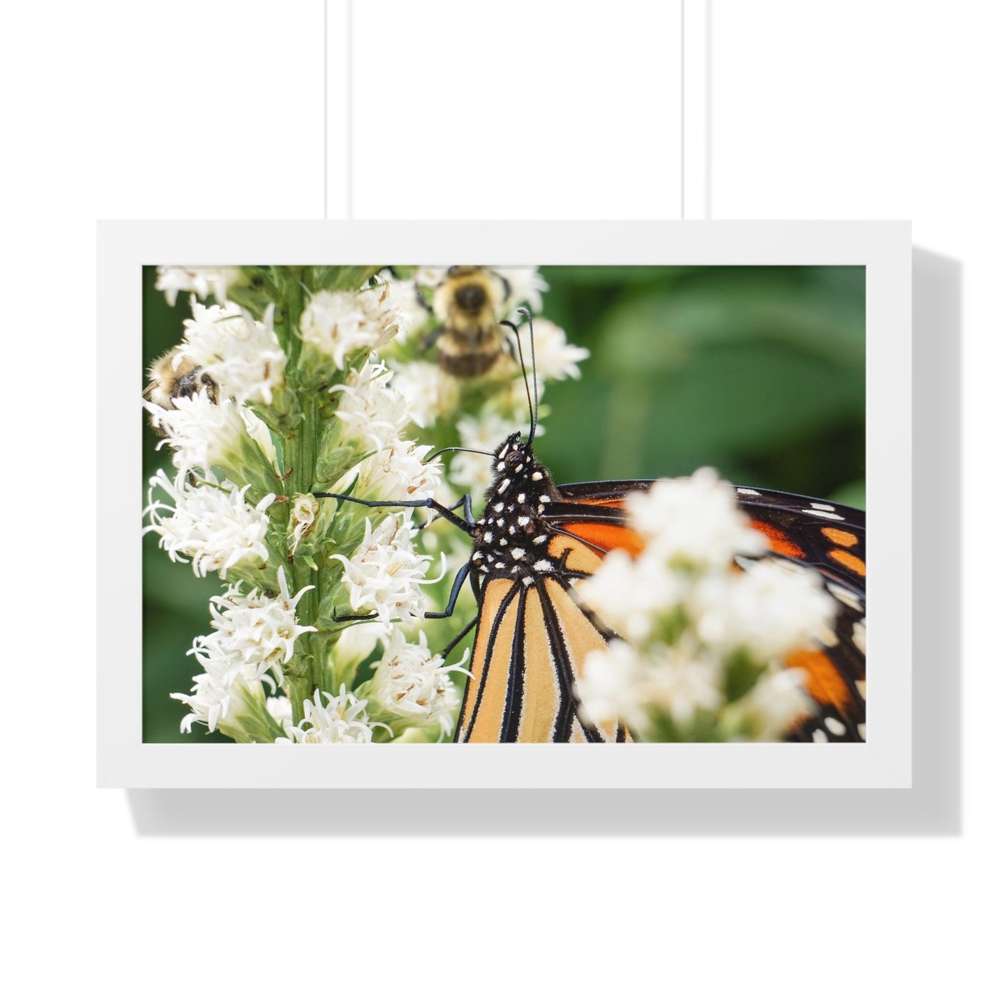 A Monarch Butterfly In Waiting Framed Matte Print