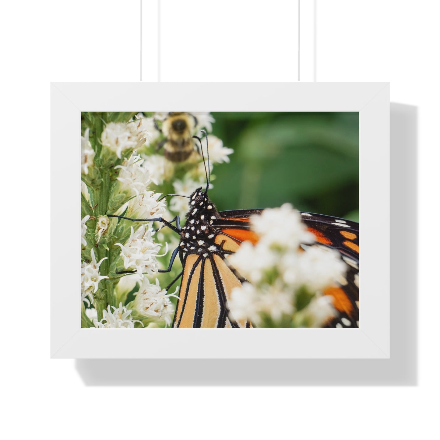 A Monarch Butterfly In Waiting Framed Matte Print