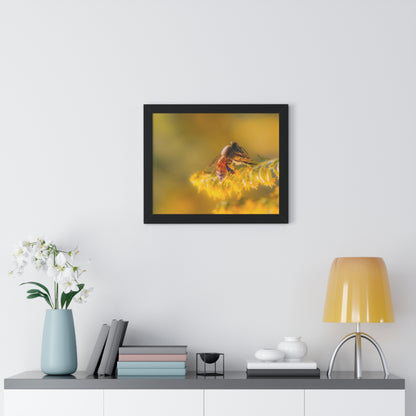 Golden Honey Bee Framed Matte Print