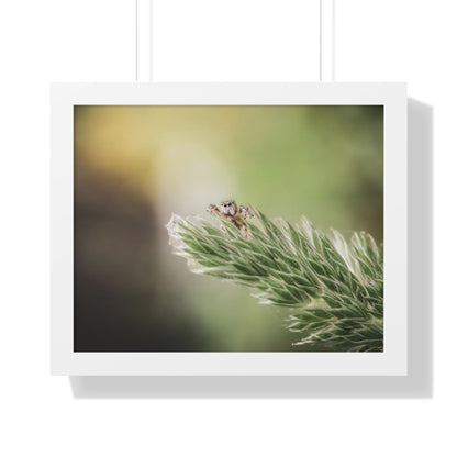 Jumping Spider in Macro Framed Matte Print