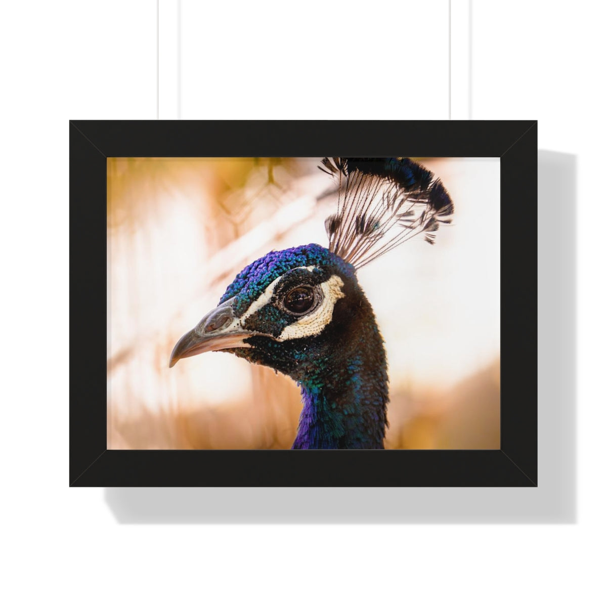 Peculiar Peacock Framed Matte Print