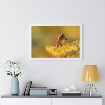 Golden Honey Bee Framed Matte Print