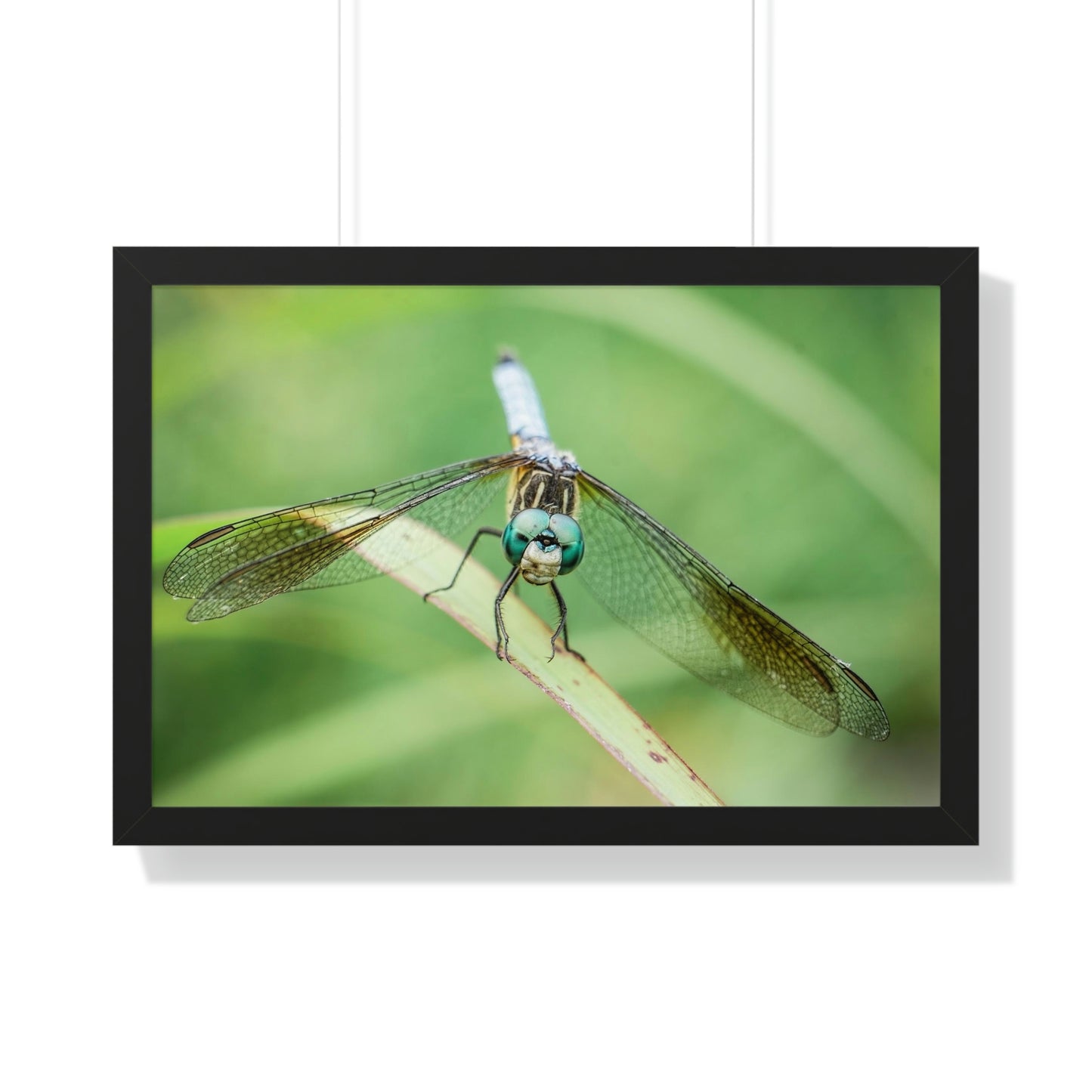 Macro Dragonfly Eyes Framed Matte Print