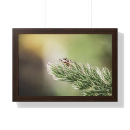 Jumping Spider in Macro Framed Matte Print