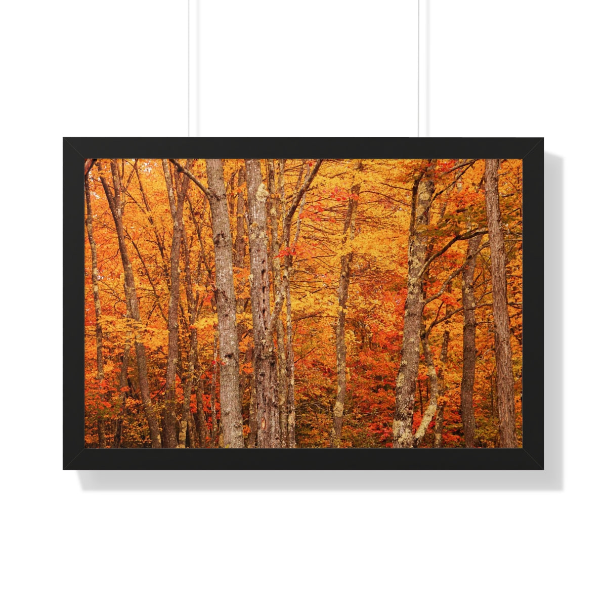 Forest of Autumn Colors Framed Matte Print