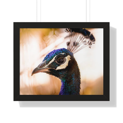 Peculiar Peacock Framed Matte Print