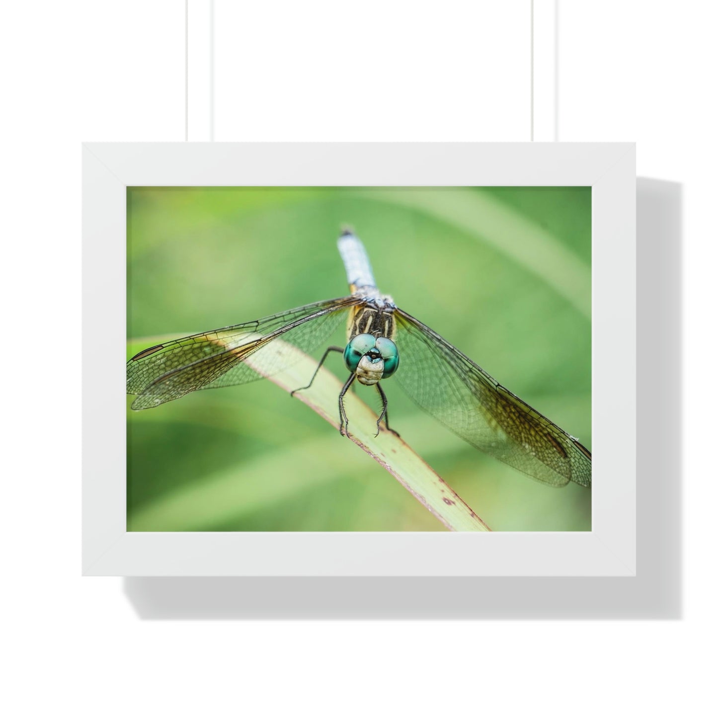 Macro Dragonfly Eyes Framed Matte Print