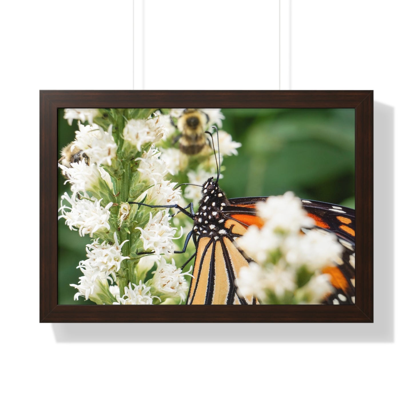 A Monarch Butterfly In Waiting Framed Matte Print