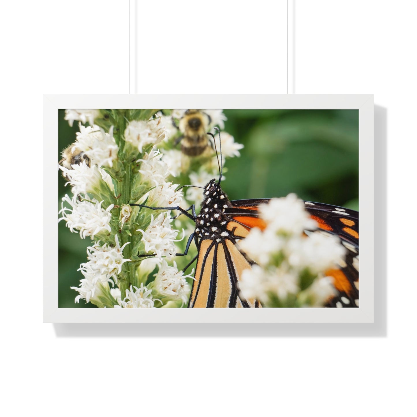 A Monarch Butterfly In Waiting Framed Matte Print