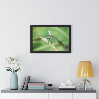 Macro Dragonfly Eyes Framed Matte Print