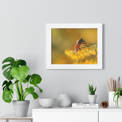 Golden Honey Bee Framed Matte Print