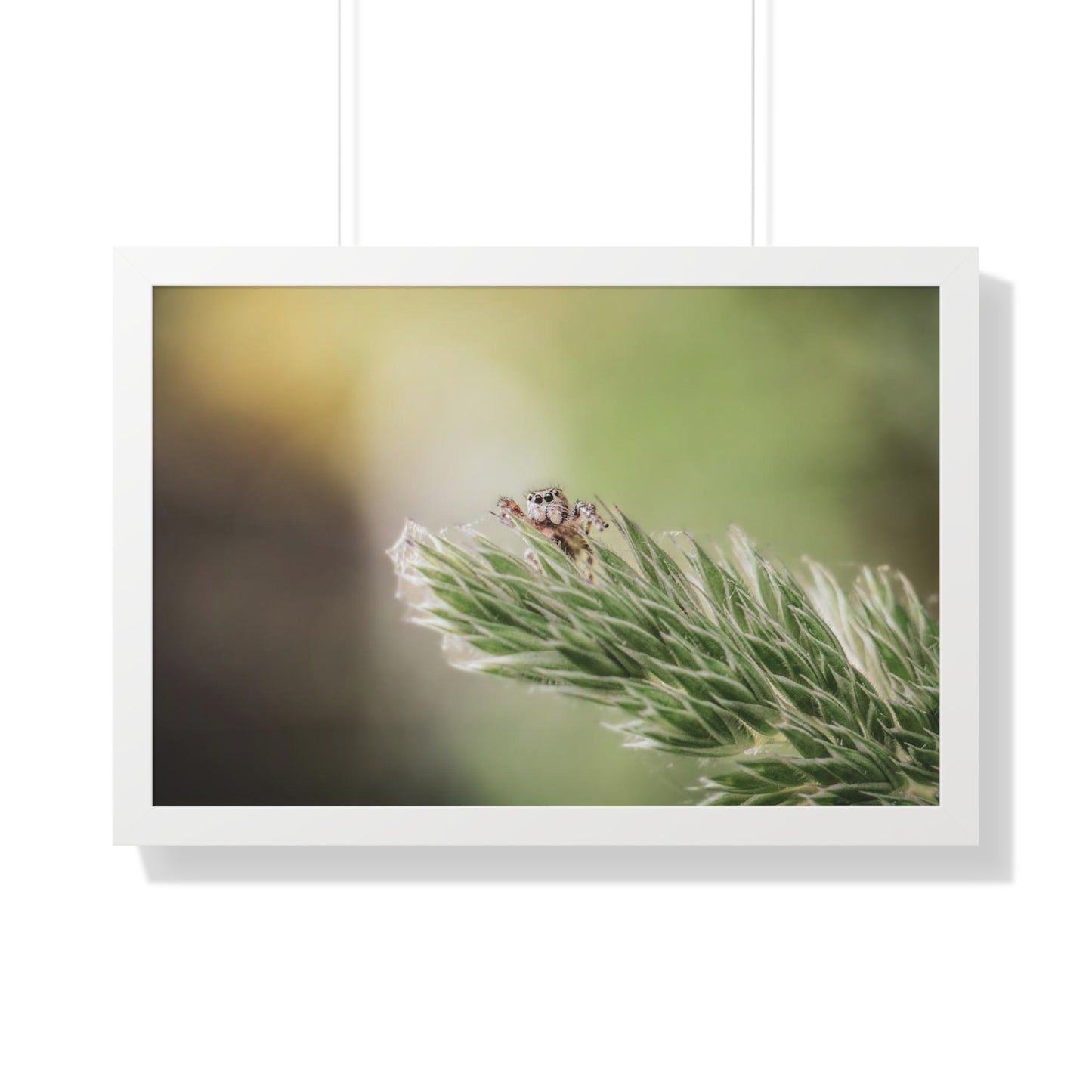 Jumping Spider in Macro Framed Matte Print