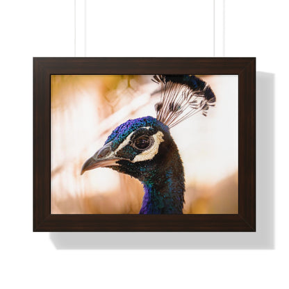 Peculiar Peacock Framed Matte Print